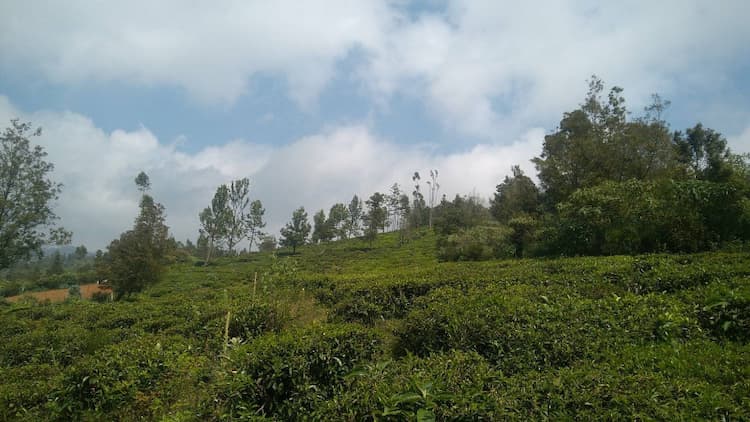 RESIDENTIAL PLOTS FOR SALE IN OOTY