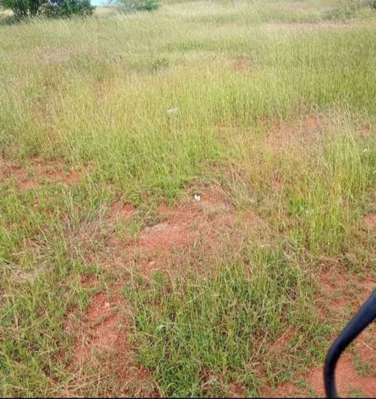 Agri Land For Sale