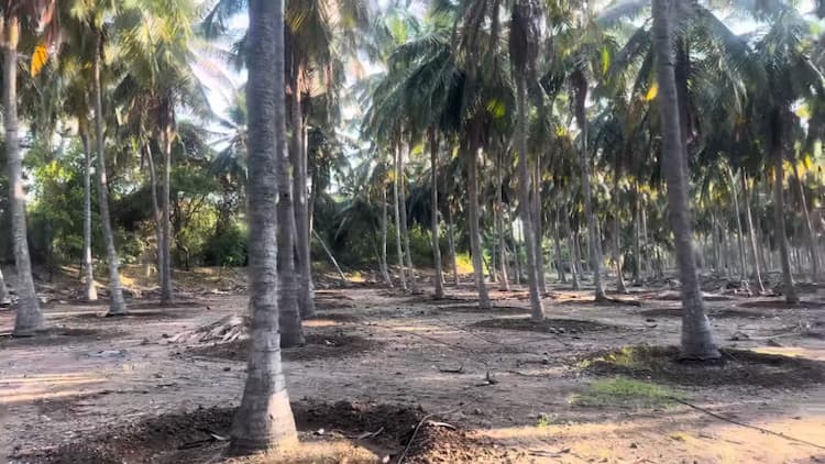 9 Acre Coconut farm for Sale