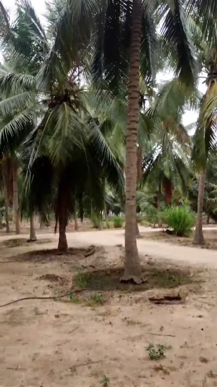Coconut Farm for Sale with House