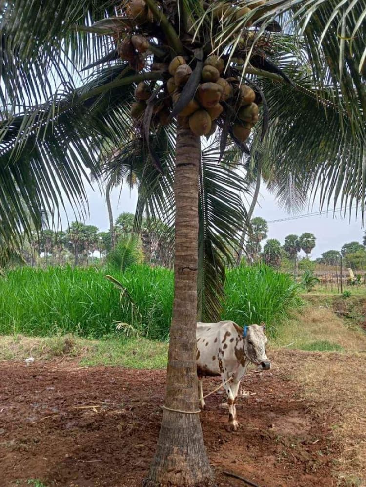 coconut thottam for sale