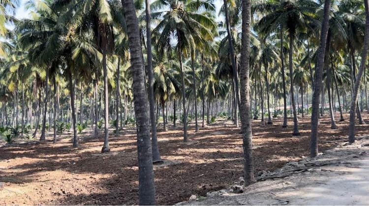 8.50 Acre Land for Sale