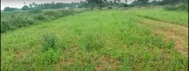3.50 Acre Land for Sale in Low Budget