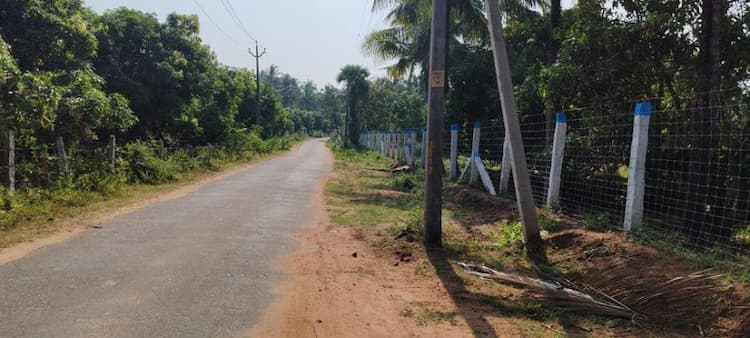 mango land for sale