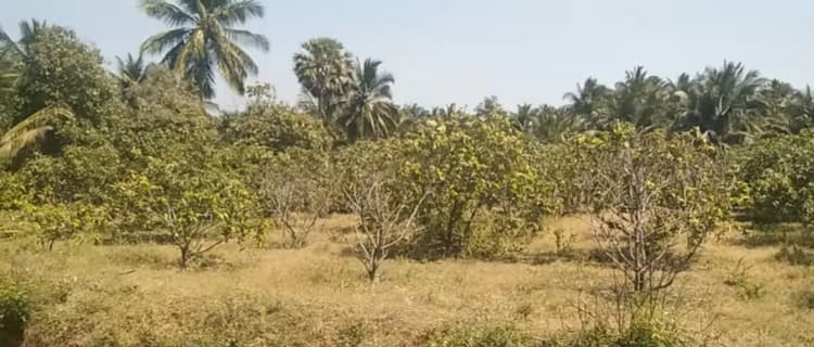2 Acre Mango Farm for Sale
