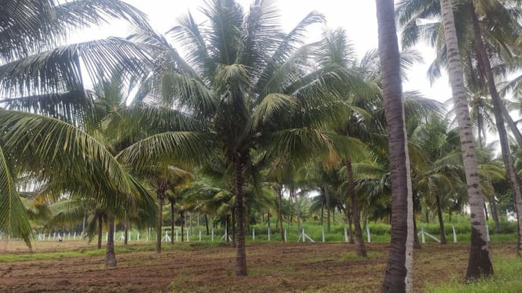 5 Acre Land for Sale