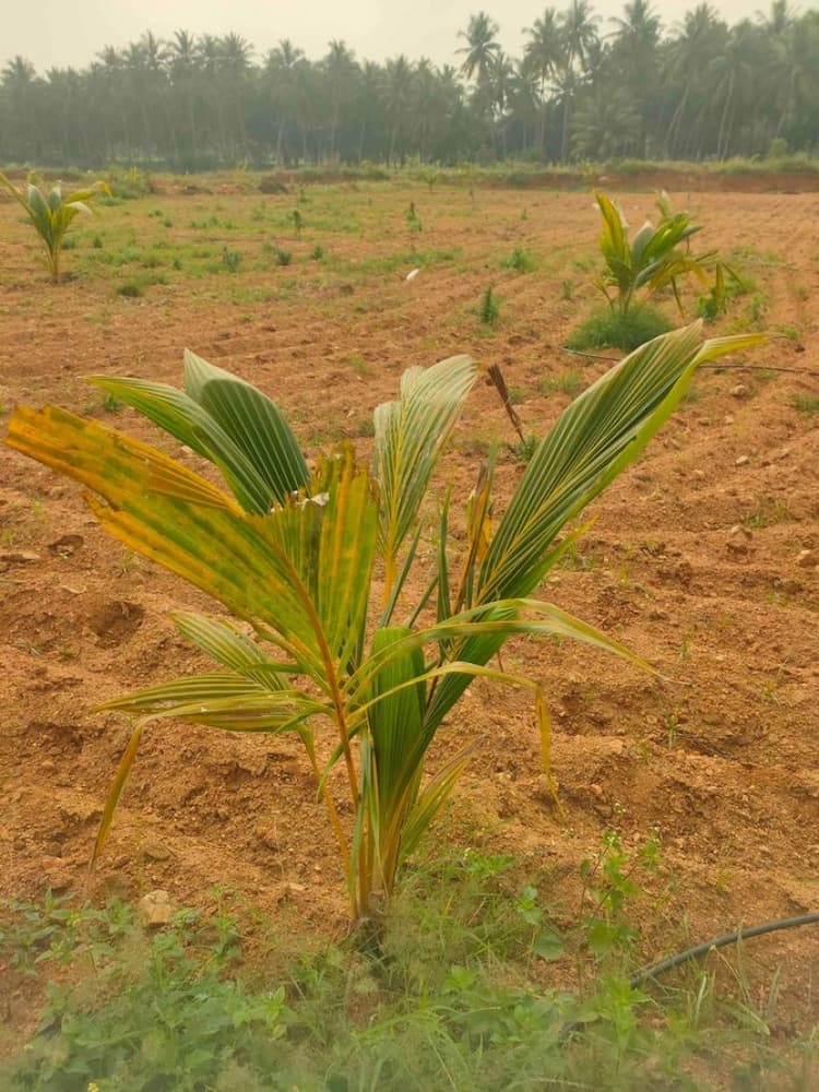 3.36 Acre Coconut Farm for Sale