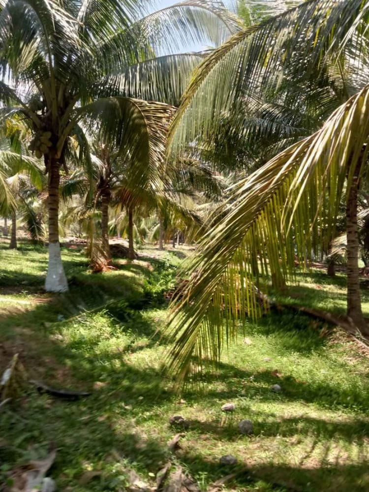 4Acre coconut form for sale
