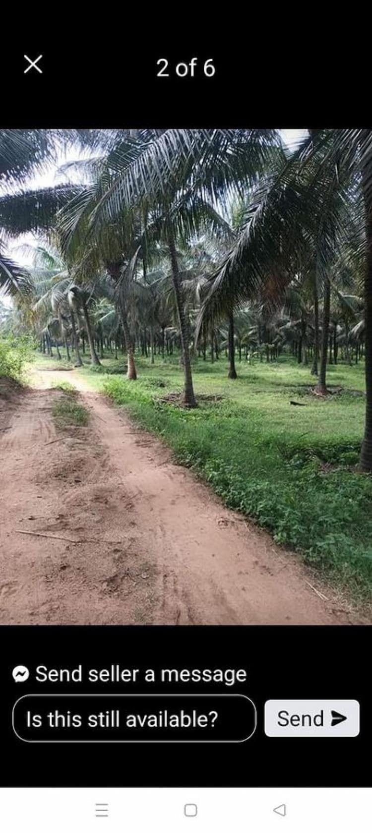 coconut farm land for sale