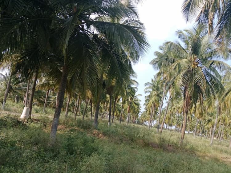 6 Acre Land for Sale