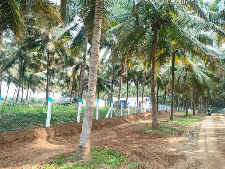 cocnut farm land for sale