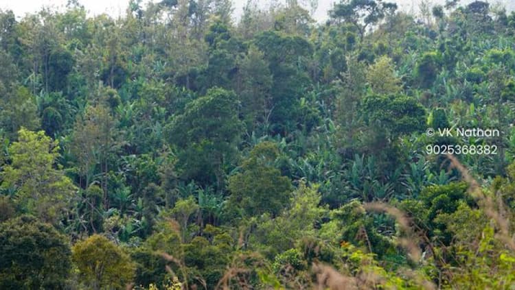 BEAUTIFUL NATURE VIEW WITH GOOD YIELDING FRUIT FARMLAND SALE IN KODAIKANAL