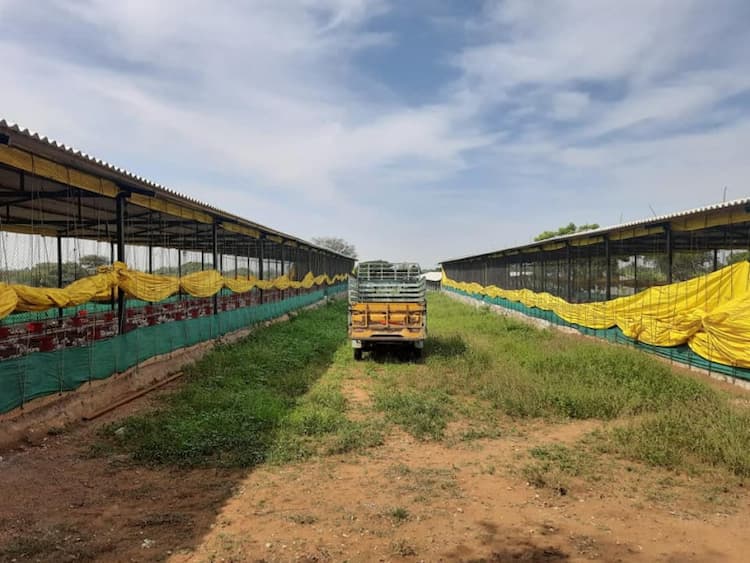 3 ஏக்கர் கோழி பண்ணை + Land for sales