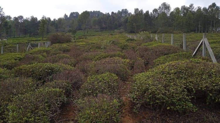FARM LAND SALE IN KOTAGIRI