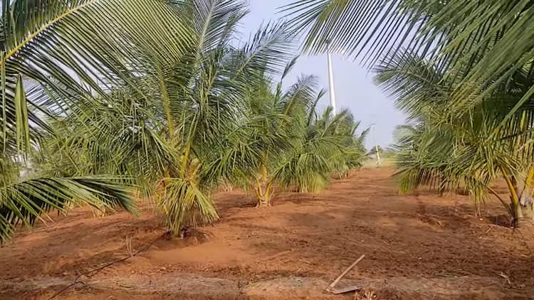 2.80 Acre Young Coconut farm for Sale