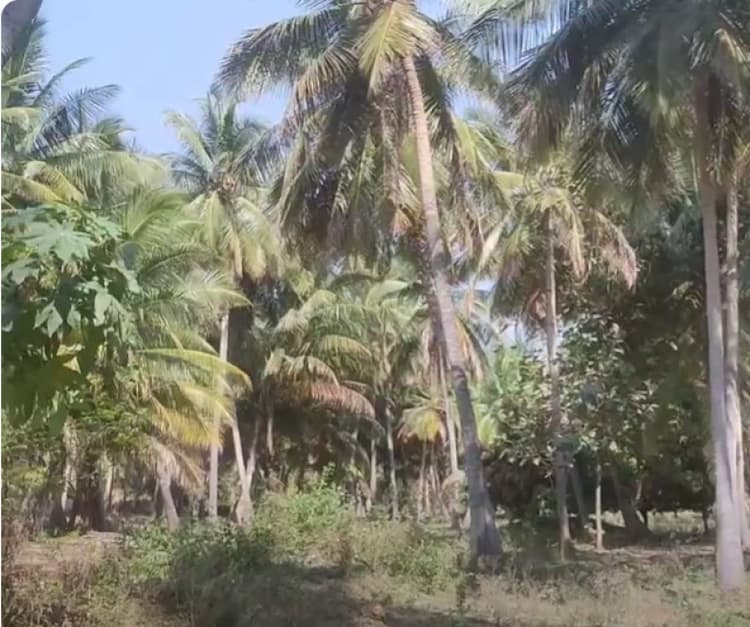 1.3 Acre agriculture land for sales