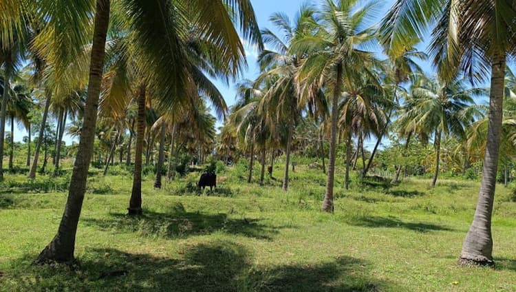 Farm land sale
