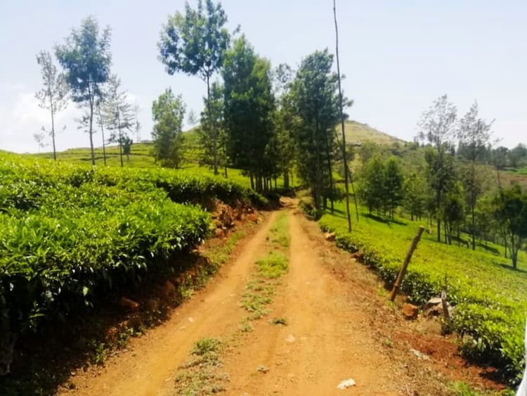 4 ACRES EXTENT TEA ESTATE FOR SALE.