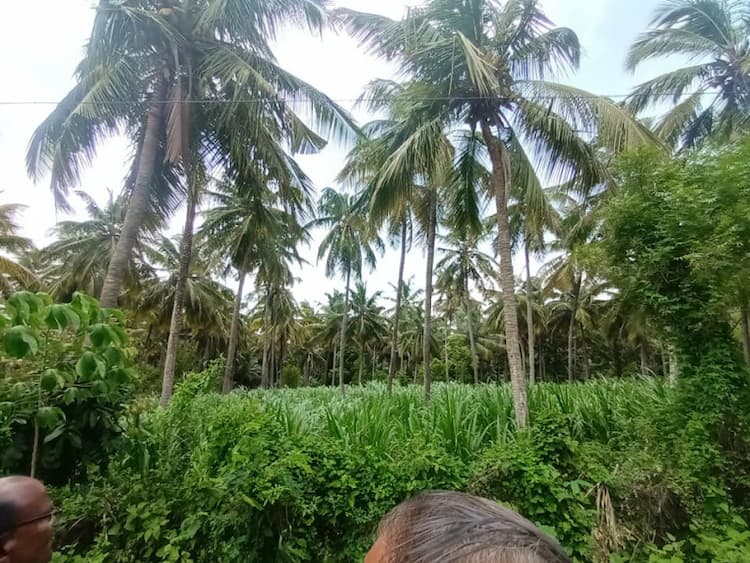 coconut farm land for sale