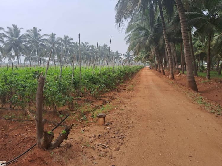 3 Acre Farm Land for Sale