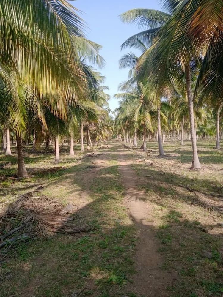 12 Acres coconut farm for sales