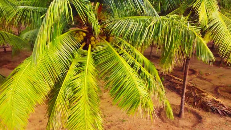 coconut farm land for sale
