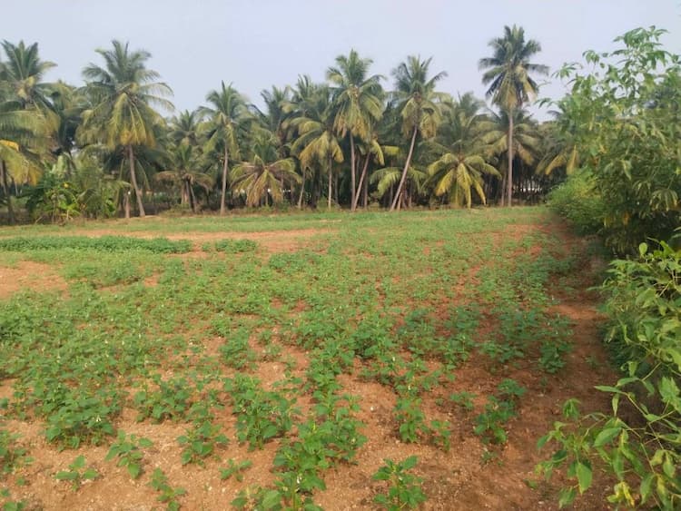 50 cents agriculture land for sales
