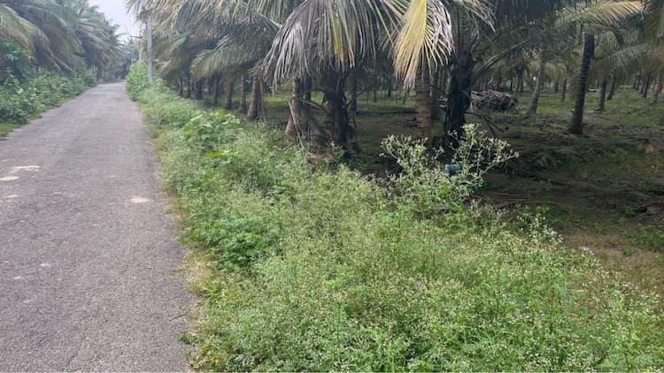 Coconut Farm for Sale