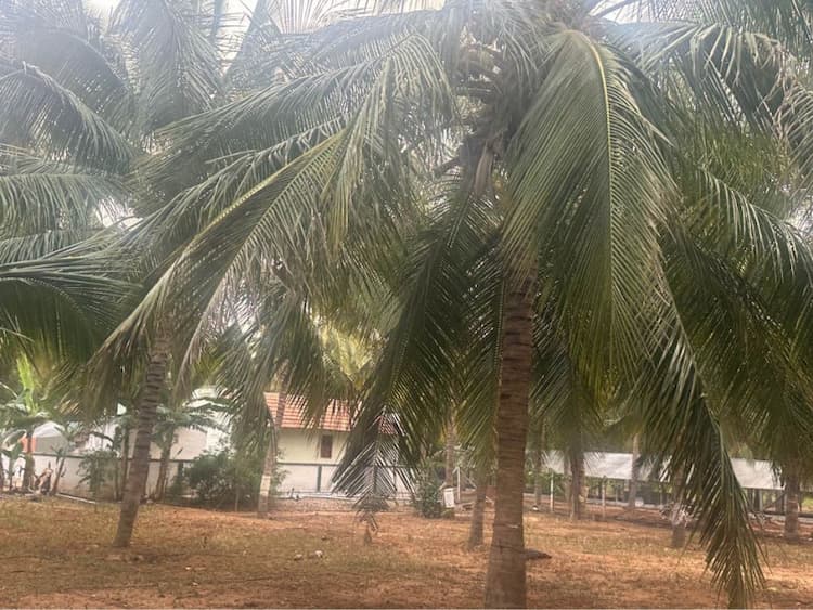 1.75 acre coconut farm for sale