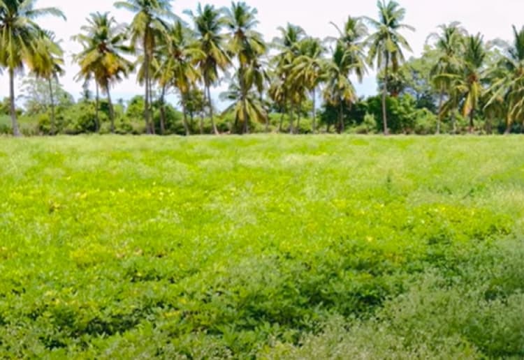 3 Acre land for sales