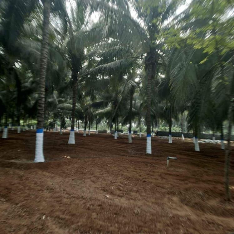 coconut farm land for sale