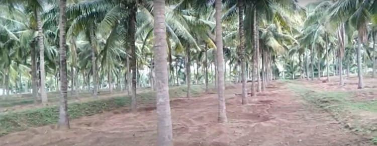 17 Acre Coconut Farm in Thevanputhur