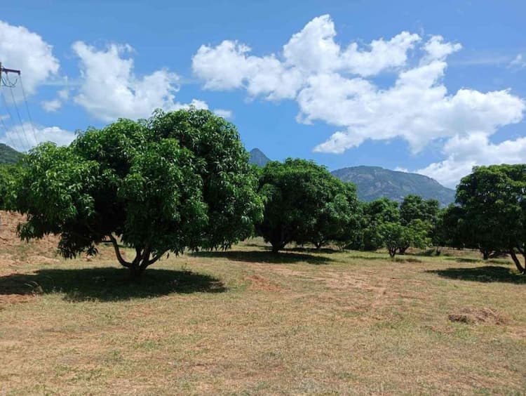 Mango thottam for sale