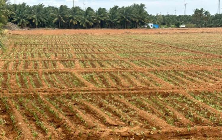 50 Cent Land Suitable for Farm House.