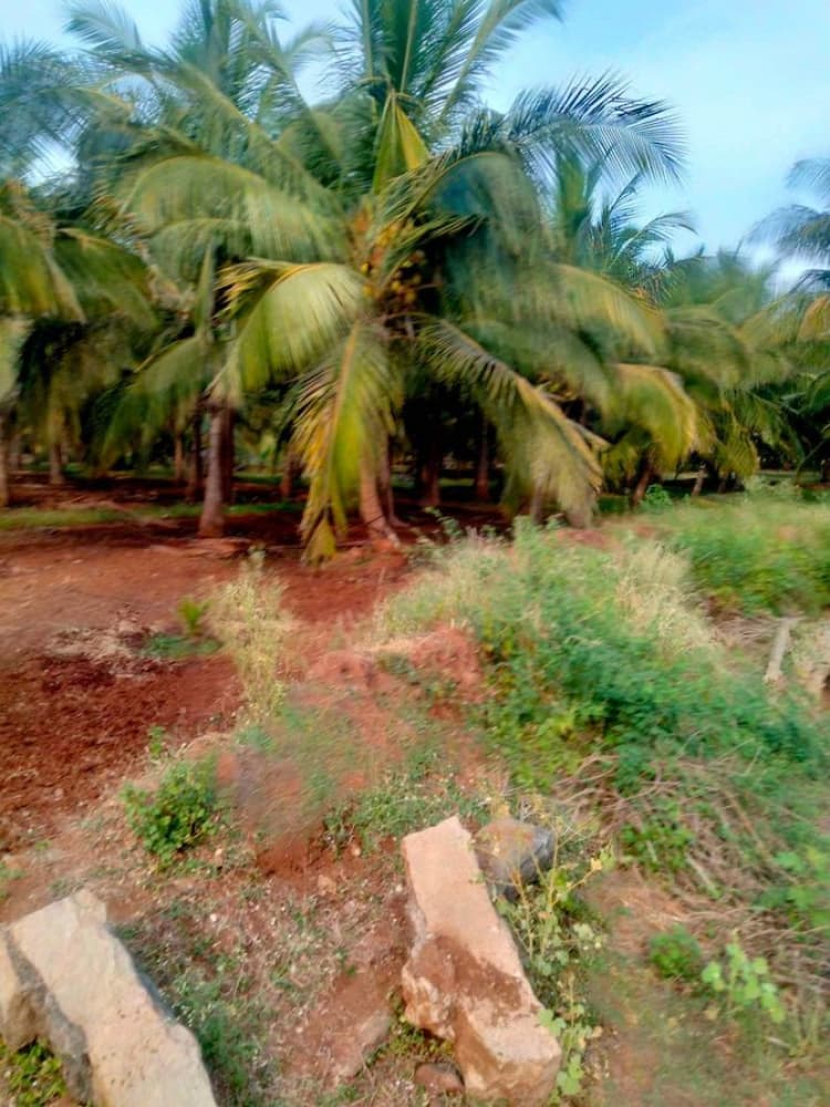 coconut farm land for sale