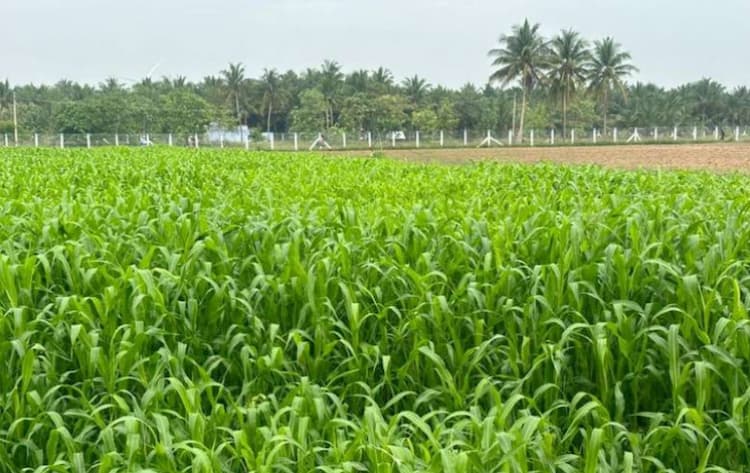 50 Cent Agriculture Land in Periyapatti.