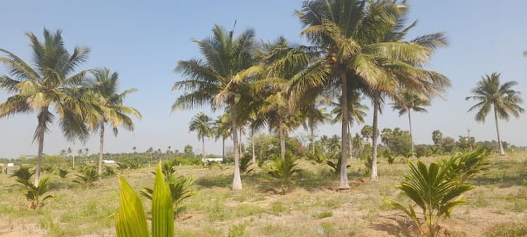 6.20 Acre Coconut Farm for Sale