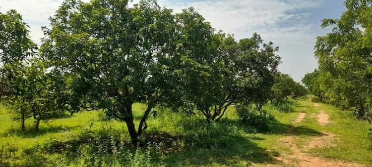 45 Acres Farm Land for Sale