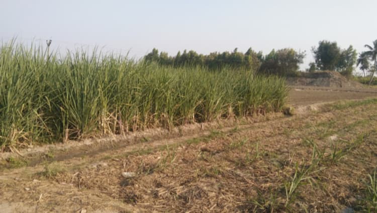 Agri Land For Sale