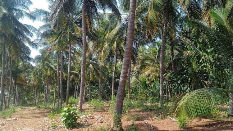 Coconut Farm for Sale
