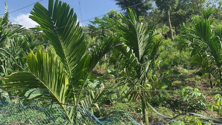 5 acre land for sale