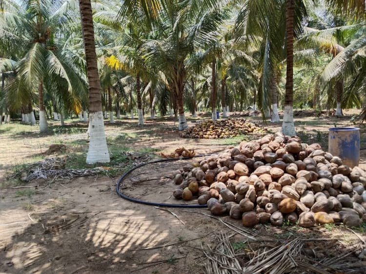 4.5 Acre coconut form for sale