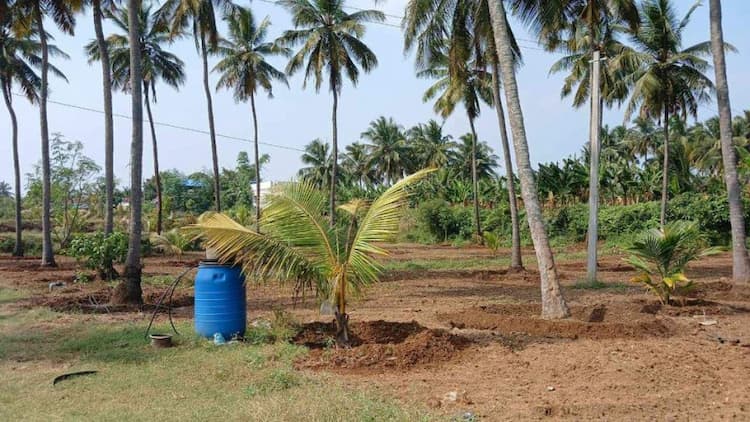 Coconut Farm For Sale