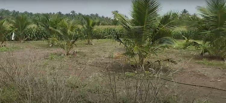 6.5 Acre Land for Sale