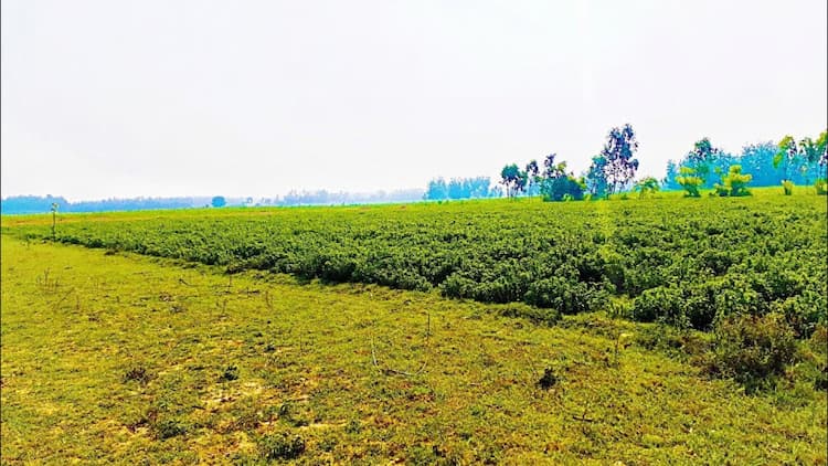 Agricultural Land