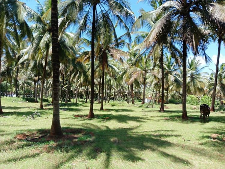 coconut thottam for sale