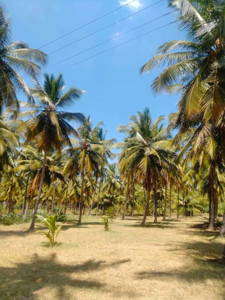 coconut farm land for sale