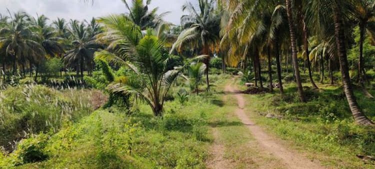 13 Acre for sales