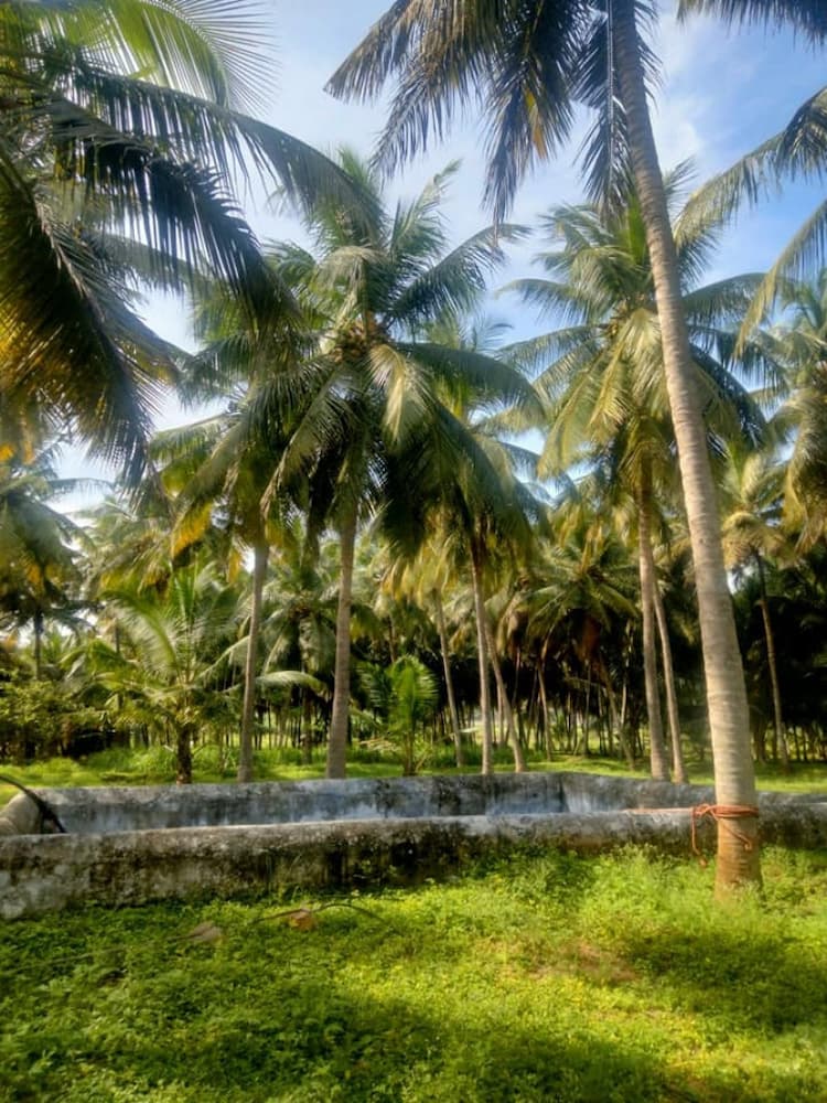 5.70 acres coconut farm for sale