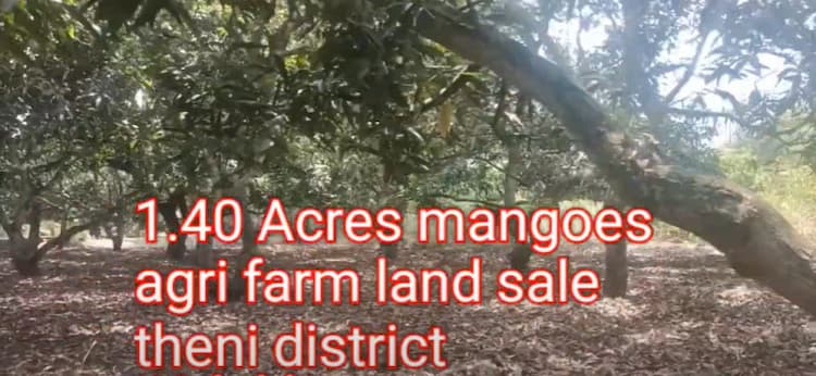 Mango Farm for Sale